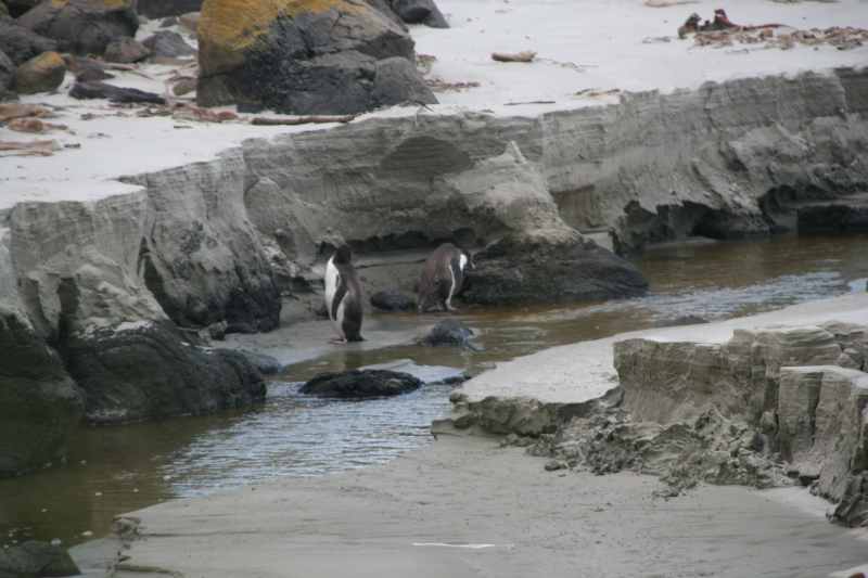 Nieuw-Zeeland 2011 - 2026